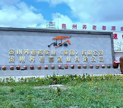 貴州苦蕎飄香，釀出鄉村振興“家鄉味道”